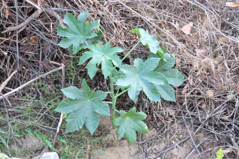 Piantina su incolto - Ricinus communis